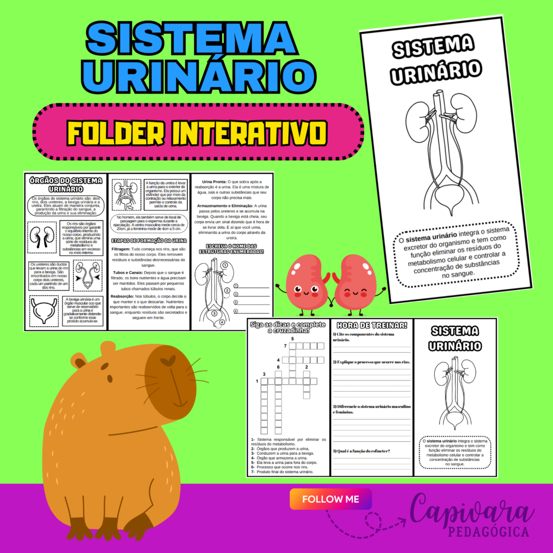 FOLDER INTERATIVO - SISTEMA URINÁRIO