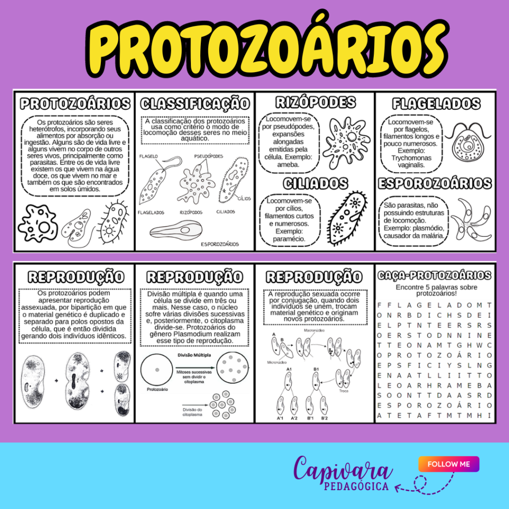 KIT – PROTOZOÁRIOS – Capivara Pedagógica