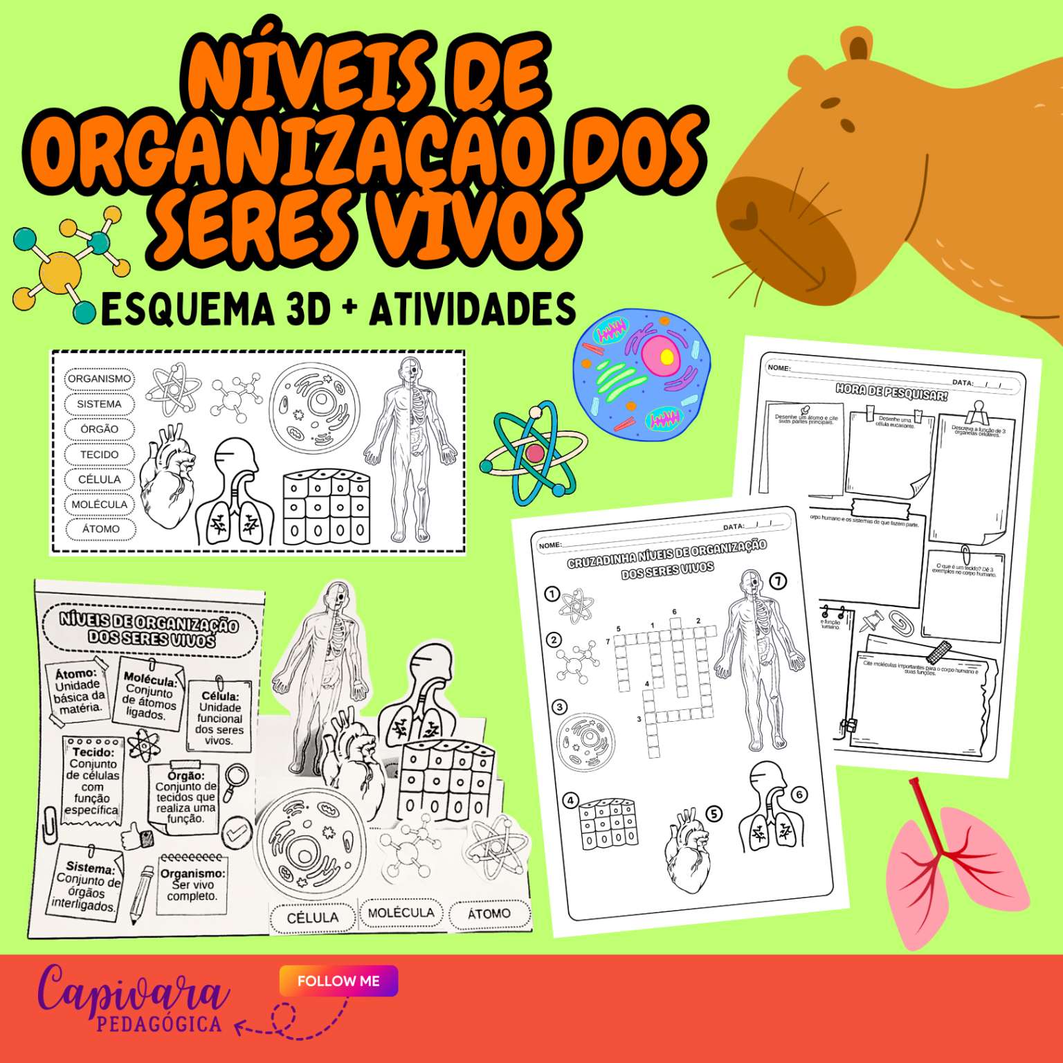 NÍVEIS DE ORGANIZAÇÃO DOS SERES VIVOS – Capivara Pedagógica