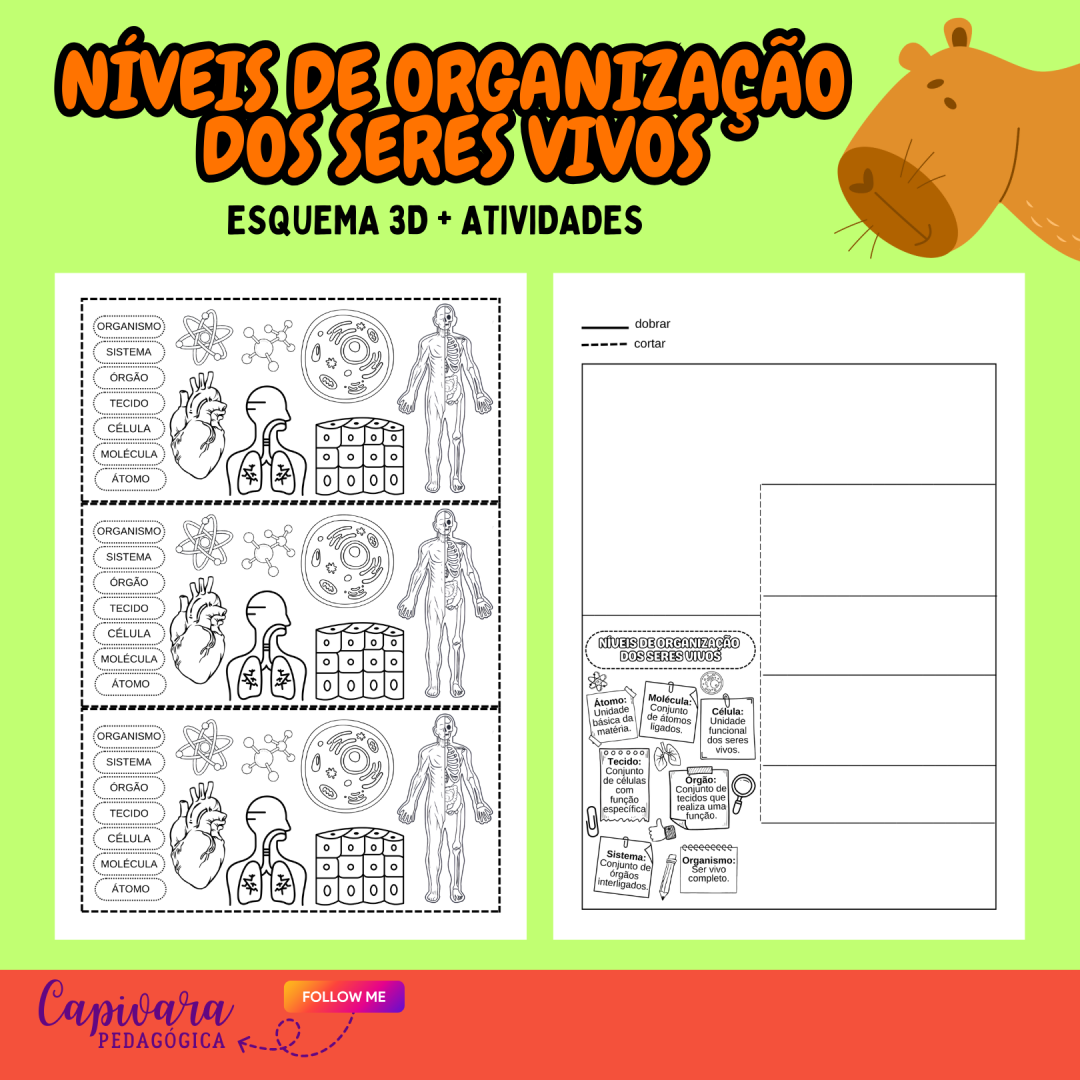 NÍVEIS DE ORGANIZAÇÃO DOS SERES VIVOS - Imagem 3